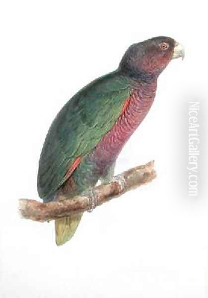 Psittacus augustus Oil Painting by Edward Lear