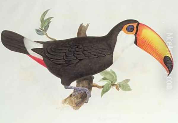 Ramphastos toco Oil Painting by Edward Lear