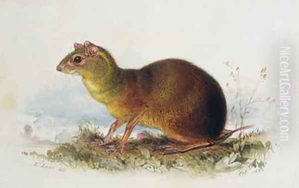 Aronilby Brown Rat-Type Oil Painting by Edward Lear