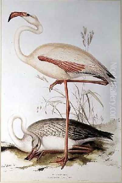 Flamingo Oil Painting by Edward Lear