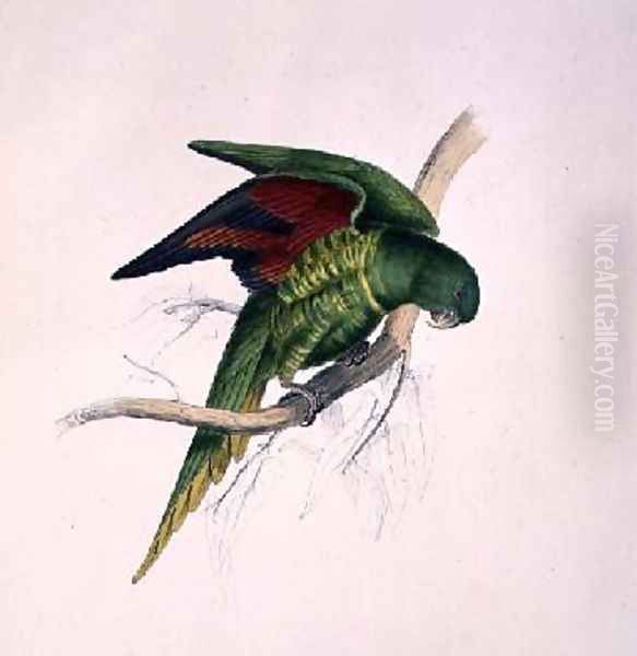 Matons Parakeet Oil Painting by Edward Lear