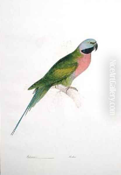 Paloeornis India Oil Painting by Edward Lear