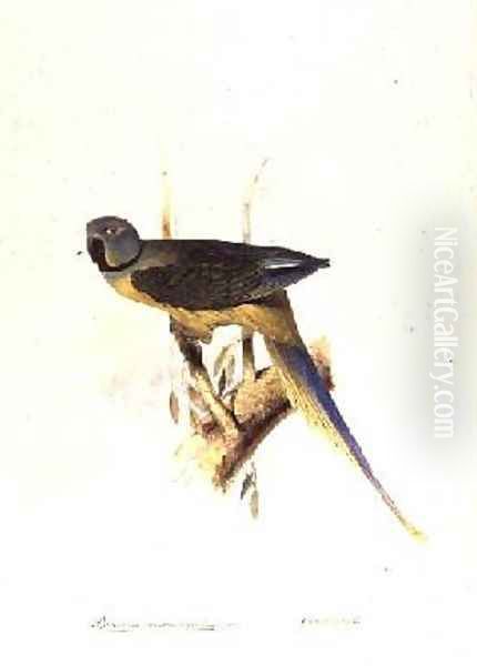 Parakeet Palaeornis Melanorhymhus Oil Painting by Edward Lear