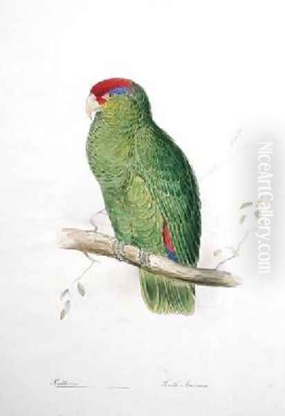 Psittacus 3 Oil Painting by Edward Lear