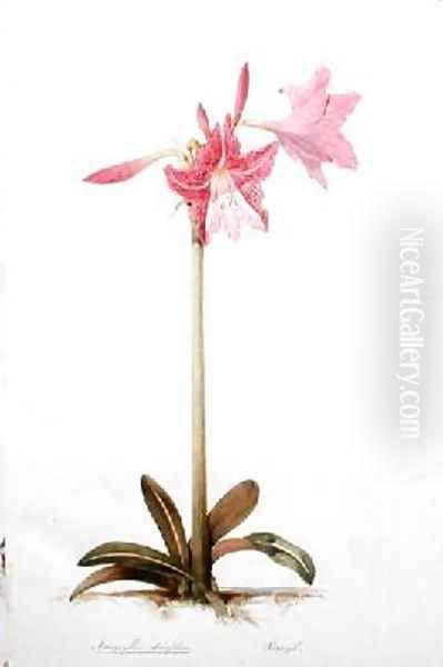 Amaryllis stuafolia Oil Painting by Edward Lear