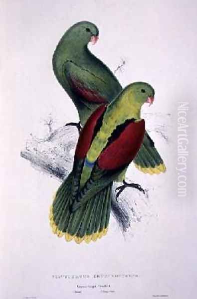 Crimson-Winged Parakeet Oil Painting by Edward Lear