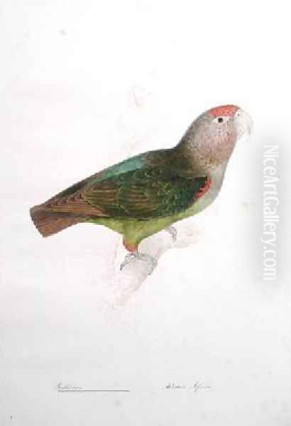 Psittacus Oil Painting by Edward Lear