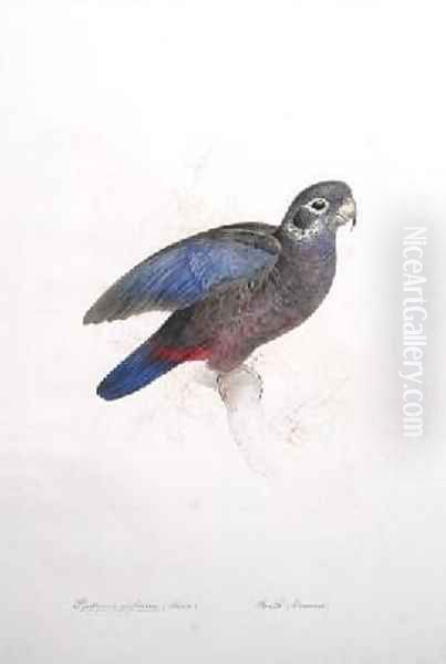 Psittacus violaceus Oil Painting by Edward Lear