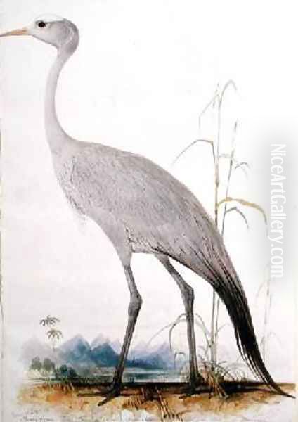 Stanley Crane Scops paradisea Oil Painting by Edward Lear