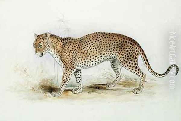 The Leopard Oil Painting by Edward Lear