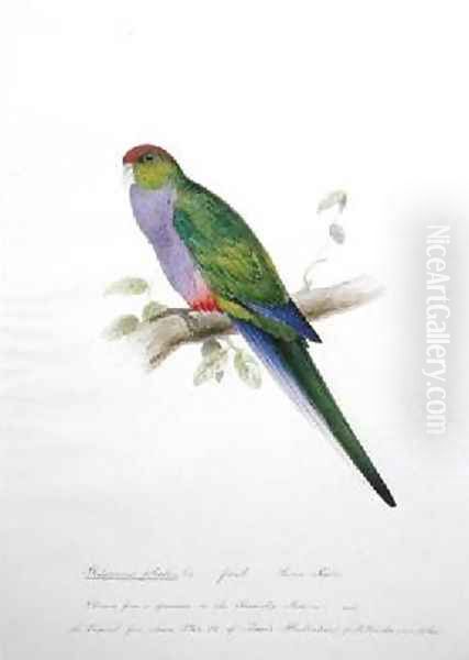 Platycercus pileatus 2 Oil Painting by Edward Lear