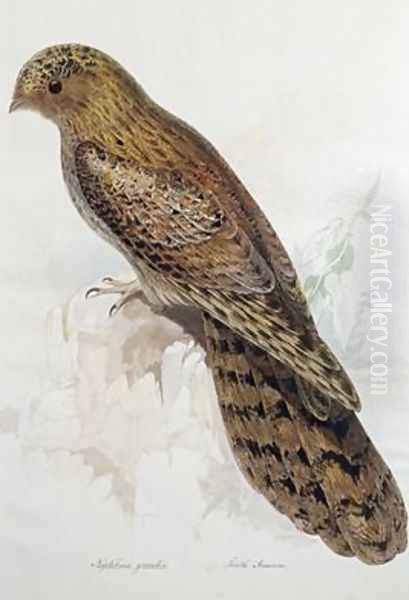 Nyctibius grandis Oil Painting by Edward Lear