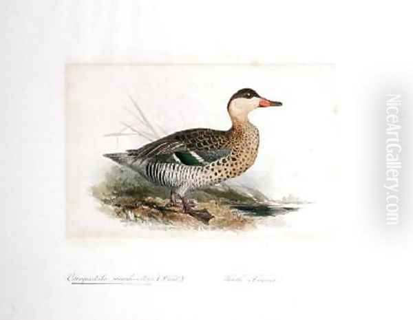 Querquedula maculirostris Oil Painting by Edward Lear