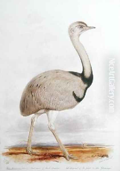 Rhea Americana Oil Painting by Edward Lear