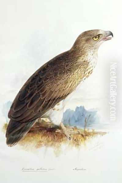 Circaetus gallicus Oil Painting by Edward Lear