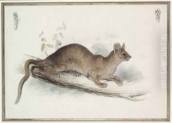 The Polecat Oil Painting by Edward Lear