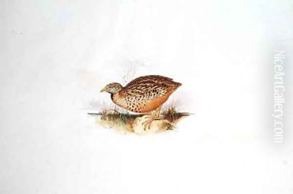 Grouse-like bird Oil Painting by Edward Lear