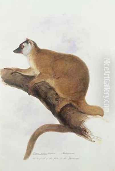 Lemur rufus Audebert by Edward Lear