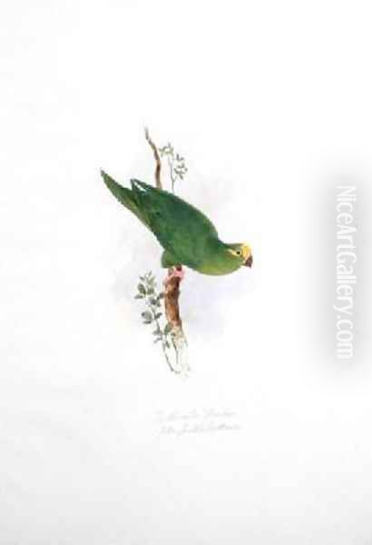 Psittacula floriceps Oil Painting by Edward Lear