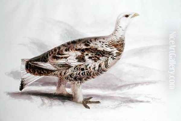 Ptarmigan in mid plumage Oil Painting by Edward Lear