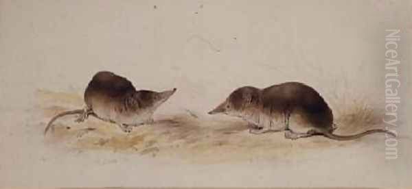 Shrews Oil Painting by Edward Lear