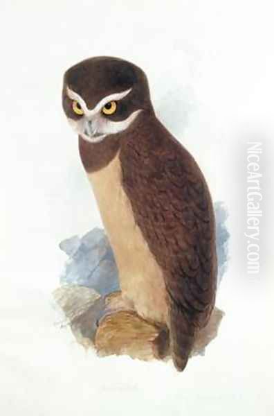 Spectacled owl Oil Painting by Edward Lear