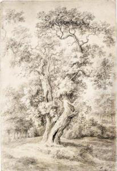 Study Of An Oak Tree In Woodland Oil Painting by Simon De Vlieger