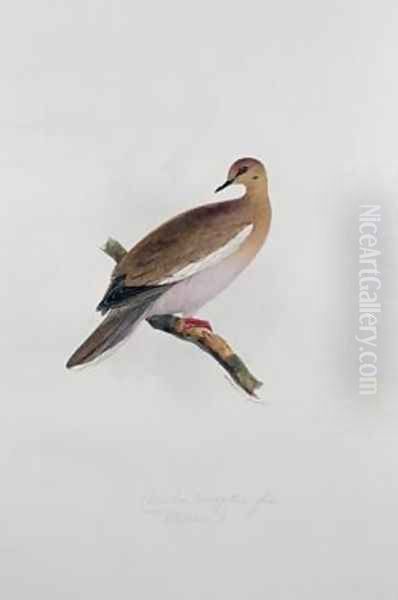 Columba leucoptera Oil Painting by Edward Lear