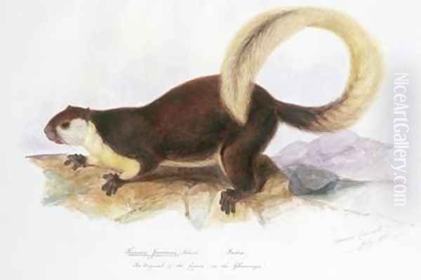 Sciurus javensis Screb Oil Painting by Edward Lear