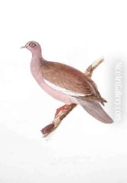 Columba gymnophthalmus Oil Painting by Edward Lear