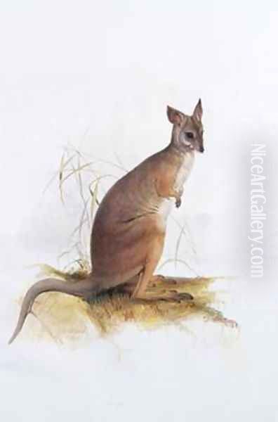 Macropus Oil Painting by Edward Lear