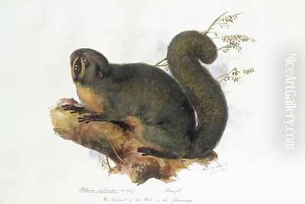 Pithecia rufiventer Is Geoff Brazil Oil Painting by Edward Lear