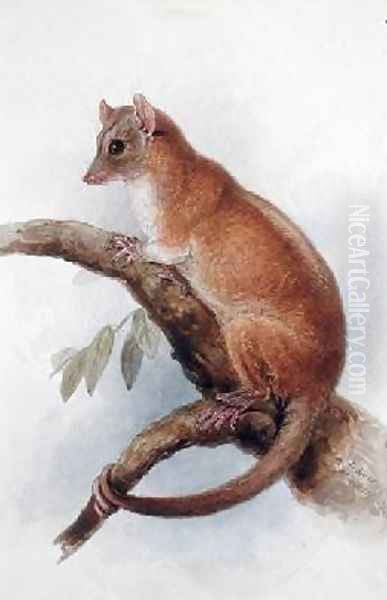 Lord Derbys Woolly Opossum Oil Painting by Edward Lear