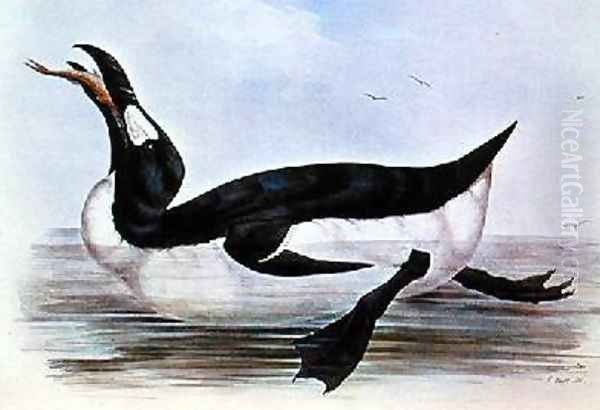 The Great Auk illustration from The Birds of Europe Oil Painting by Edward Lear