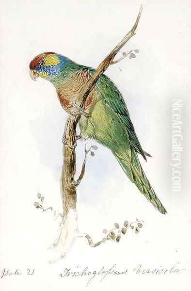 A Great Green Macaw, Macrocercus Militaris, an illustration for Sir William Jardine's The Naturalist's Library Oil Painting by Edward Lear