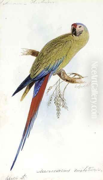 A Varied Lorikeet, Trichoglossus Versicolor, an illustration for Sir William Jardine's The Naturalist's Library Oil Painting by Edward Lear