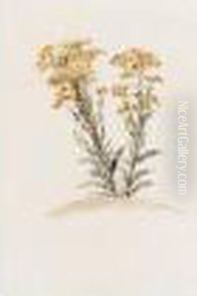 A Ragwort In Flower Oil Painting by Peter de Wint