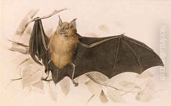 Rhinolophus ferremequinum (Horseshoe Bat) Oil Painting by Edward Lear