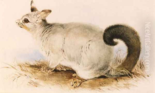 Trichosurus vulpecula (Common Brushtail Possum) Oil Painting by Edward Lear