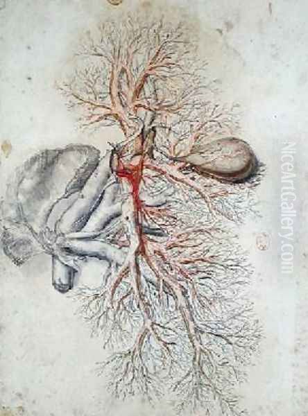 Blood vessels of the liver and the gall bladder Oil Painting by Gerard de Lairesse