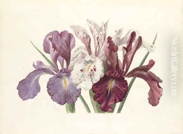 Iris xyphioides (English Iris) Oil Painting by Paul De Longpre