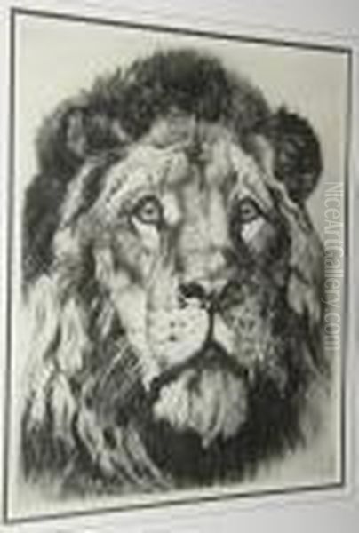 Large Study Of A Lion's Head Oil Painting by Herbert Thomas Dicksee