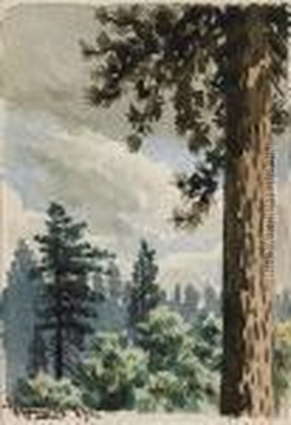 Pine Trees Oil Painting by Maynard Dixon