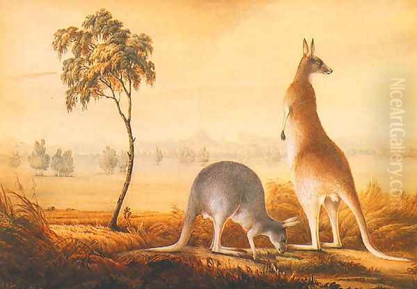 Kangaroos Oil Painting by John Lewin