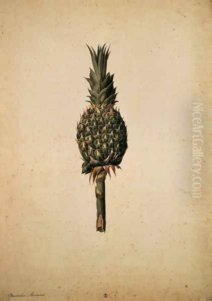 Pineapple (Bromelia ananas) Oil Painting by Jacopo Ligozzi