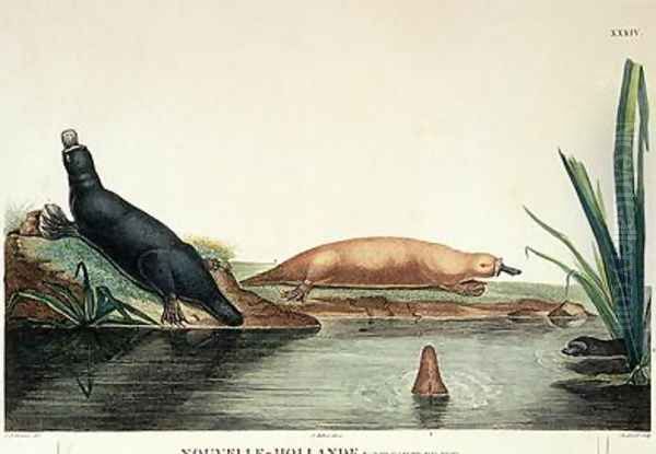 Duck-billed platypi of New South Wales Oil Painting by Lesueur, Charles Alexandre