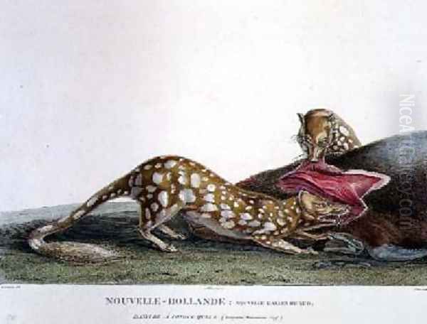 Dasyurus Macrourus a Long-Tailed Dasyure Oil Painting by Lesueur, Charles Alexandre