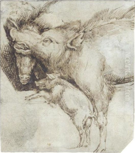 Study Of Two Swine And A Piglet Oil Painting by Albrecht Durer