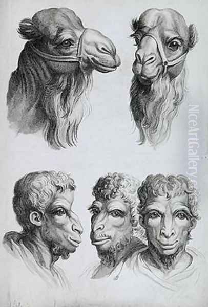 Similarities Between the Head of a Camel and a Man Oil Painting by Charles Le Brun