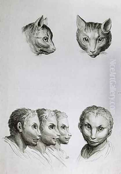 Similarities Between the Head of a Cat and a Man Oil Painting by Charles Le Brun